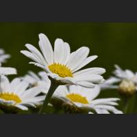 IMG_7853_Margerite.jpg