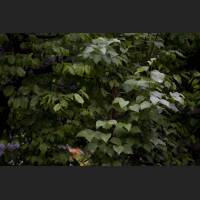 IMG_7867_Flieder_und_Buchenhecke_2400.jpg