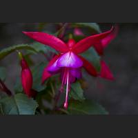 IMG_7960_Fuchsie.jpg