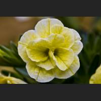 IMG_8002_Begonie.jpg