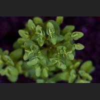 IMG_8025_Mirabellenbaum.jpg