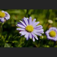 IMG_8128_Lila_Gaensebluemchen_1200.jpg