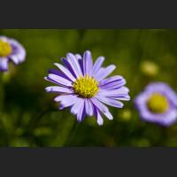 IMG_8157_Lila_Gaensebluemchen_1200.jpg