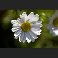 IMG_8166_Margeritte_1200.jpg