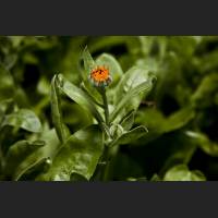 IMG_8184_Ringelblume.jpg