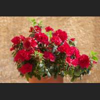 IMG_9026_Azalee.jpg