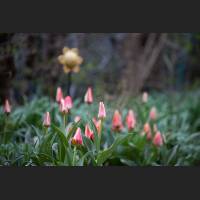 IMG_9096_Tulpen.jpg