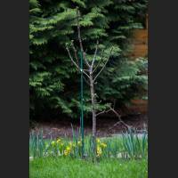 IMG_9106_Quitte.jpg