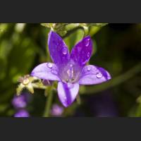 IMG_9282_Glockenblume.jpg