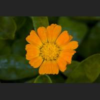 IMG_9288_Ringelblume.jpg