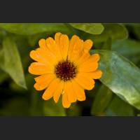 IMG_9291_Ringelblume.jpg