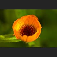 IMG_9302_Ringelblume.jpg