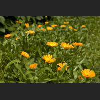 IMG_9317_Ringelblumen.jpg