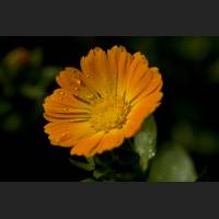 IMG_9366_Ringelblume_1600.jpg