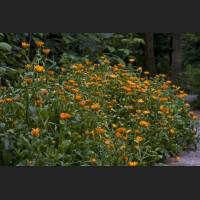 IMG_9370_Ringelblumen_2400.jpg