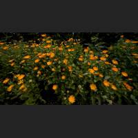 IMG_9422_Ringelblumenbeet_2400.jpg