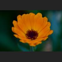 IMG_9528_Ringelblume_1800.jpg