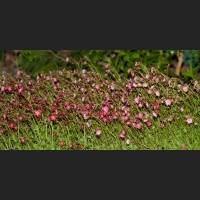 IMG_9627_Roter_Steinbrech.jpg