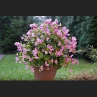 IMG_9631_rosa_Begonie.jpg