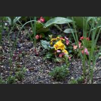 IMG_9634_Primel.jpg