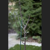 IMG_9745_Apfelquitte.jpg