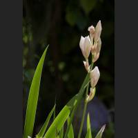 IMG_9767_Schwertlilie.jpg