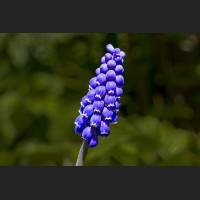 IMG_9955_Traubenhyazinthe.jpg