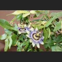 IMG_x3680_Passionsbluete_bei_Bettina.jpg