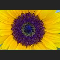 IMG_0004_Sonnenblume_2400.jpg