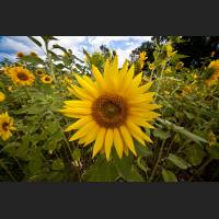 IMG_0426_Sonnenblume.jpg