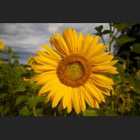 IMG_0453_Sonnenblume.jpg