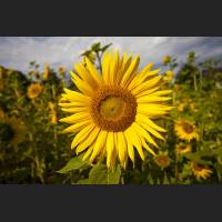 IMG_0480_Sonnenblume.jpg