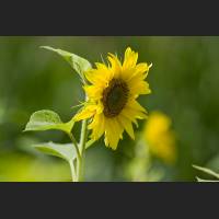 IMG_8605_Sonnenblume_1200.jpg