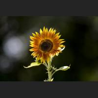 IMG_8610_rote_Sonnenblume_1200.jpg