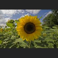 IMG_9017_Sonnenblume_1200.jpg