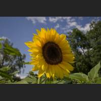 IMG_9047_Sonnenblume_1200.jpg