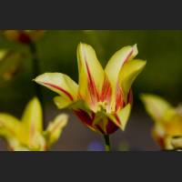 IMG_7798_Botanischer_Garten_gelbrote_Tulpe.jpg