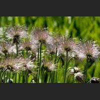 IMG_7800_Botanischer_Garten_Pusteblume.jpg