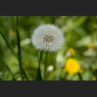 IMG_8082_Botanischer_Garten_Pusteblume.jpg