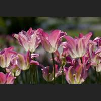 IMG_8094_Botanischer_Garten_leuchtende_Tulpen.jpg