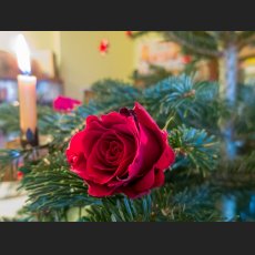 IMG_4236.jpg