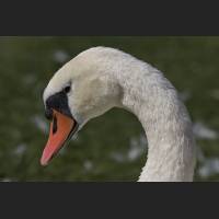 IMG_0776_Nymphenburger_Park_Schwan_1200.jpg