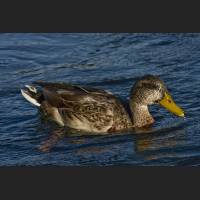 IMG_0920_Ente_1200.jpg