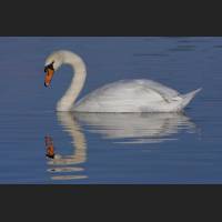 IMG_0953_Schwan_1200.jpg