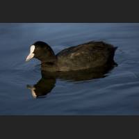 IMG_1147_Ente_1200.jpg