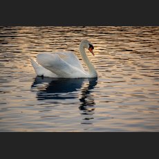 IMG_2305.jpg