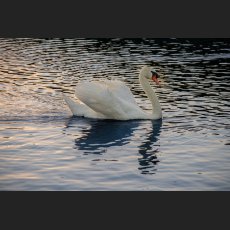 IMG_2334.jpg