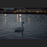 IMG_4343_Schwan_Blaue_Stunde.jpg