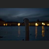IMG_4485_Schwan.jpg