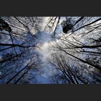 IMG_5593_Baumaeste_Himmel_1200.jpg